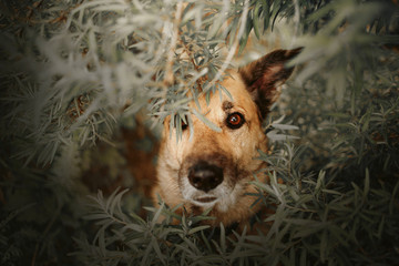 mixed breed dog hiding in the bushes outdoors in summer
