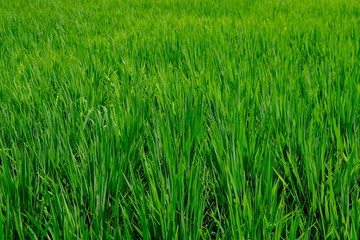 Rice sprouts bushes planted in orderly rows and form one green field. 
