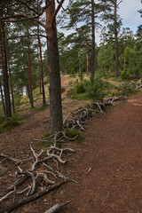 The nature of Karelia.Typical Karelian landscape on the island of Valaam: forest of conifers, Lake Ladoga, crag and volcanic rocks. Russia, Karelia