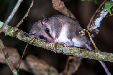 Opossum  photographed in Linhares, Espirito Santo. Southeast of Brazil. Atlantic Forest Biome. Picture made in 2014.