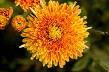 Chrysanthemum
