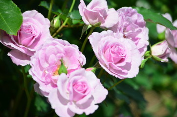ピンクハートの薔薇