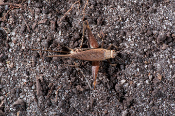 Cricket photographed in Linhares, Espirito Santo. Southeast of Brazil. Atlantic Forest Biome. Picture made in 2014.