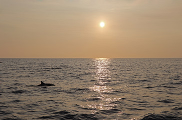Obraz premium Dolphin at sunset in Hawaii