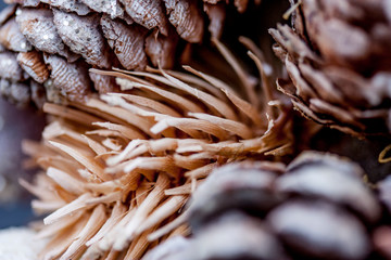Tannenzapfen als Dekorationelement im Close-Up für Herbst Kränze