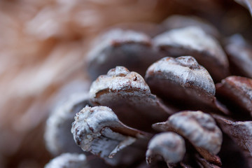 Tannenzapfen als Dekorationelement im Close-Up f&uuml;r Herbst Kr&auml;nze