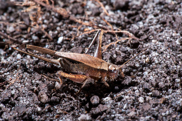 Cricket photographed in Linhares, Espirito Santo. Southeast of Brazil. Atlantic Forest Biome. Picture made in 2014.