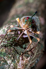 Cicada photographed in Linhares, Espirito Santo. Southeast of Brazil. Atlantic Forest Biome. Picture made in 2014.