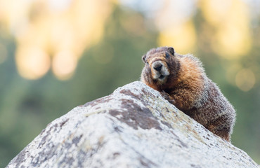 Curious Marmot Looks at Camera