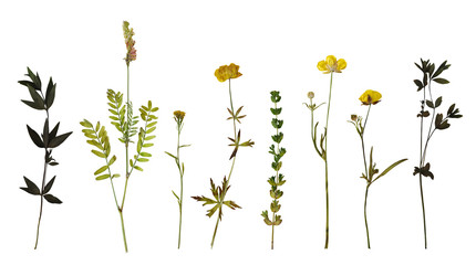 Dry pressed wild flowers and plants isolated on white background. Botanical collection