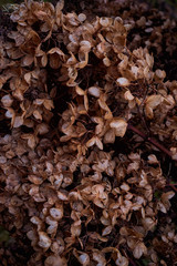 Moody dark art floral photo with little dried flowers of hydrangea on a dark dry brown background