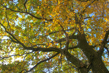 Afternoon in the autumn forest