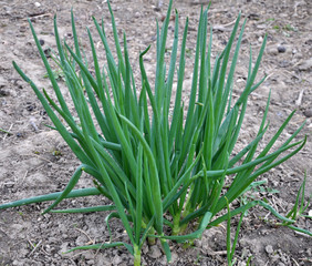 Fototapeta premium Spring in the garden grows young green onions