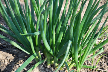 Spring in the garden grows young green onions