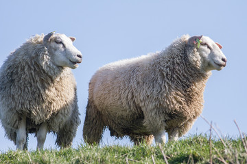 Two sheep standing on a dike with grass