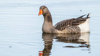 Oie Cendrée Domestique Toulouse