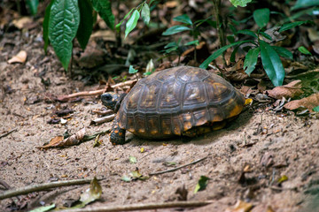 Tortoise photographed in Linhares, Espirito Santo. Southeast of Brazil. Atlantic Forest Biome. Picture made in 2014.