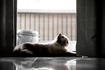 Himalayan cat sitting alone at home
