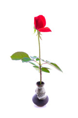 rose in vase on white background