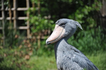 東京上野動物園のハシビロコウのポートレート