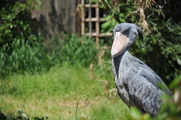 東京上野動物園のハシビロコウのポートレート