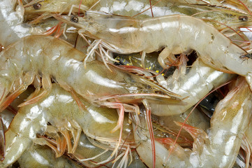 fresh prawns fishes