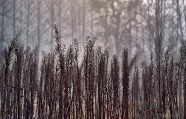 abstract old grass on an indistinct background of the foggy forest for a background or for wallpaper