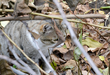 portrait of a cat in the garden