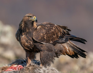 Golden eagle, Madzharovo, Bulgaria