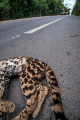 Wildlife run over on the road, in Linhares, Espirito Santo. Southeast of Brazil. Atlantic Forest Biome. Picture made in 2014.