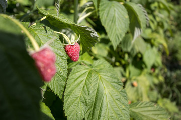 Close up on Red raspberries growing on a raspberry bush in a garden of a Serbian farm. Serbia is the biggest producer of Raspberries in the world