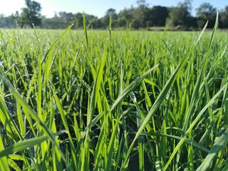green grass and sky