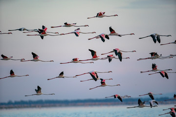 Flamingos on Kerkini lake