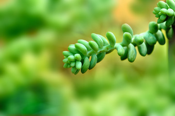 green succulent plant