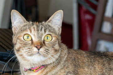 gray adult cute cat looks surprised with big eyes. close up