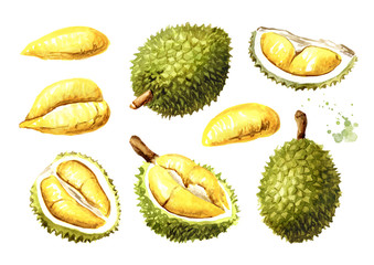 Durian fruit with delicious golden yellow soft flesh set. Watercolor hand drawn illustration isolated on white background