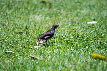 Bird photographed in Linhares, Espirito Santo. Southeast of Brazil. Atlantic Forest Biome. Picture made in 2014.