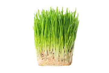 green grass for cats closeup. sprouted oats on a white background