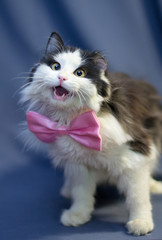 A fluffy black and white cat in a pink butterfly sings songs. One of his ear is torn off.