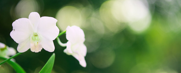 panoramic banner organic design nature abstract background, white flower and light blurred bokeh with copy space at right for texture, green natural background concept