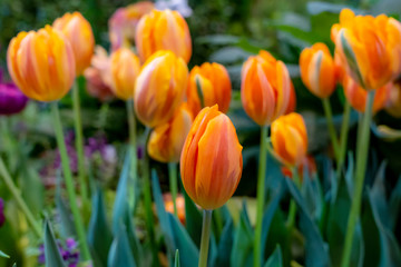 Close-up of pink tulips in a field of orange tulips. Selective focus	