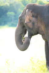 Elephant in Kaudulla National Park during morning safari. Sri Lanka