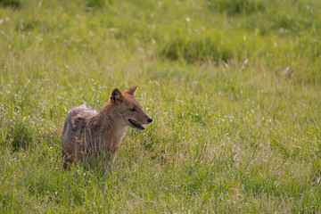 Fototapeta premium Sri Lankan golden jackal in Kaudulla National Park, Habarana, Sri Lanka