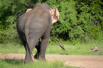 Elephant in Kaudulla National Park during morning safari. Sri Lanka