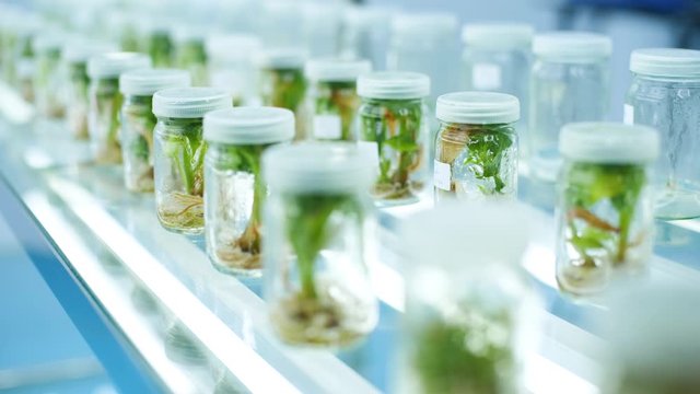 Tree Tissue Culture Lab in thailand.