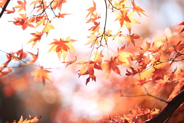 Autumnal landscape of Suizawa maple valley in the Mie Prefecture of Japan