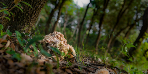 sea sponge in forest