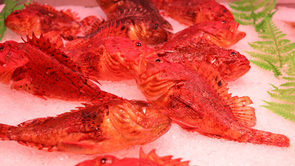 Cabracho, Mercado de la Esperanza, Santander, Cantabria, España.