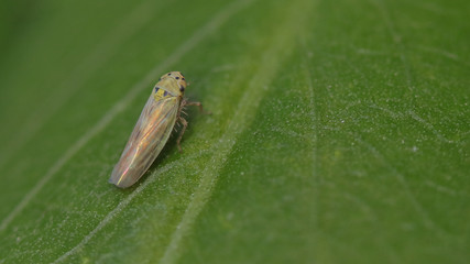 Cicadélidos, chicharrita o saltahojas en las marismas de Alday.