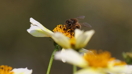 Abeja